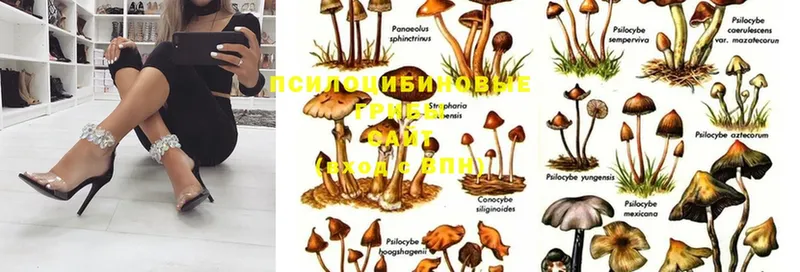 Псилоцибиновые грибы Psilocybine cubensis  Камешково 